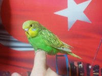 Sağlıklı muhabbet kuşu yavrular