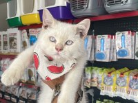 Erkek Red Point British Shorthair Yavrumuz