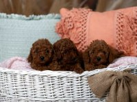 Toy Poodle Yavrularımız