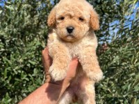 Birbirinden güzel maltipoo yavrularım için bana ulaşın