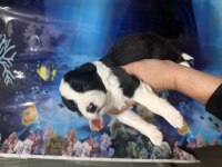 A kalite border collie yavular