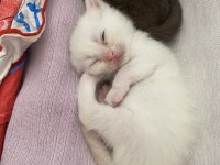 Safkan british shorthair dişi yavru yeni yuvasını arıyor