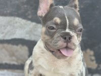 French bulldog köpekler