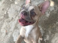 Böyle bir french bulldog güzellik yok