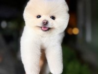 Orjinal Pomeranian Boo