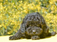 SİYAH İNCİ TOY POODLE BEBEKLER