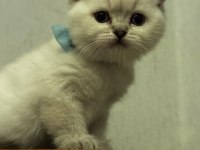 SAFKAN BİRİTİSLERİM YENİ YUVALARINA GİTMEYE HAZIRLAR