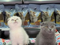 Scottish Fold kardeşler