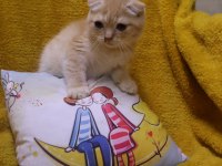 Scottish Fold erkek yavru uygun