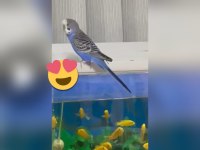 Muhabbet kuşum maviş 4 kelime biliyor 1 yaşına girecektir