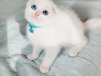 Minnoş Gözlü Bebek Scottish Fold