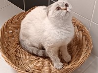 Blue point scottish fold kızımız yeni yuvasını arıyor