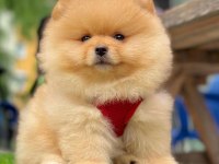 Safkan Pomeranian Boo Bebekler