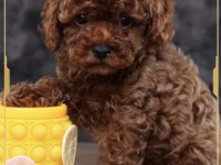 Toy Poodle Yavrularımız