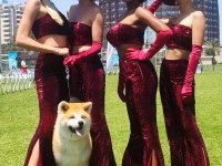 Japon Akita Çiftliğinden Şecere Belgeli Yavrular