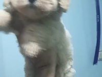 Maltipoo yavruları