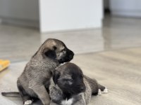 Safkan Kangal Panter Torunu Soy Garantili
