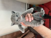 British Shorthair 2 Aylık Kedimiz