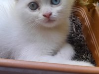 Yavru kedilerimiz yeni yuvasını arıyor