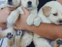 A kalite ırk sağlık garantili Golden retriever yavrular