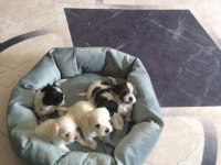 Ev Üretimi 43 Günlük Morkie Yavrular