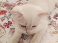Scottish fold yavrularımız