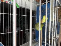 3 ADET MUHABBET KUŞU ACİL SATILIK