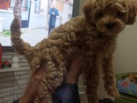 Toy poodle köpeğimiz