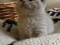 British Shorthair Chocolatte Lilac ve Fawn Bebeklerim