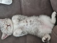 British shorthair yeni sıcak yuvamızı arıyoruz