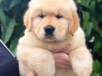 GOLDEN RETRİEVER PUPPY