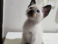 2 aylık siyam kedisi yavruları