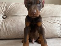 Kızıl doberman bebekler