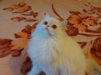 British Longhair Dişi