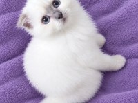 British shorthair erkek ve dişi bebekler