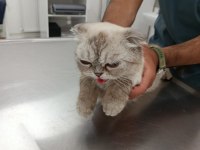 AŞIRI UYSAL EV KEDİSİ