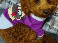 Maltipoo bebeklerimiz