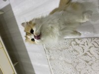 Muhteşem güzellikte british longhair