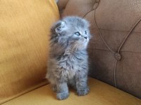 BRİTİSH LONGHAİR BEBİŞLER