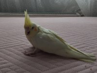 Acil satılık yeni yeme düşmüş sultan papağanı