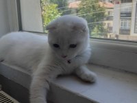 Acil uyguna kar beyazı pamuk scottish fold