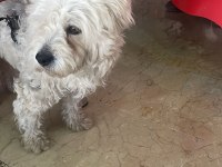 Ücretsiz sahiplendirme köpeğimiz