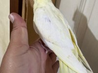 46 GÜNLÜK LUTİNO BEBEK SULTAN PAPAĞANI