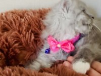 British Longhair 2 Aylık