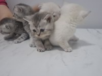 2 Mayıs Doğumlu Yavru Kediler