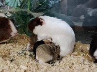 Yavru ve Damızlık Guinea Pig