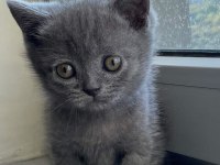 Scottish fold yavrularımız