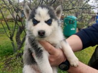 Üst Düzey Safkan Husky Yavrular