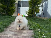 Kar topu bebek pomeranian