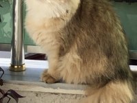 ZÜMRÜT GÖZLÜ DÜNYA GÜZELİ BİR BRITISH LONGHAIR